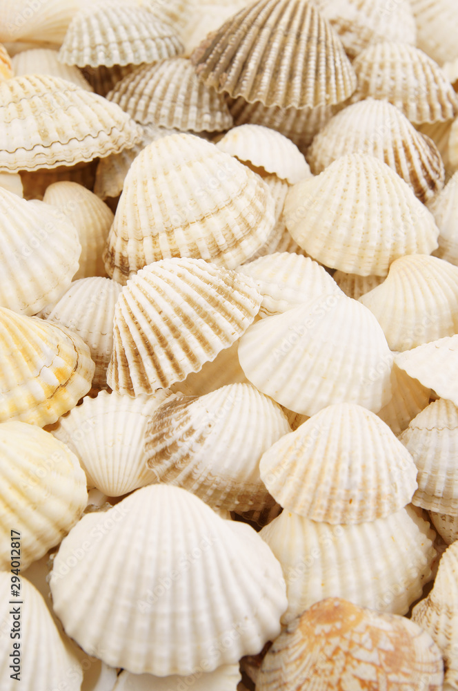 White seashells background