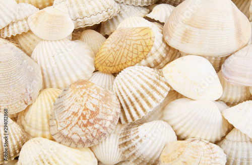 White seashells background © Valerii Evlakhov