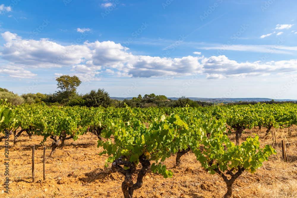 Row vine grape vineyards at Saint Jean de Fos countryside village background, France