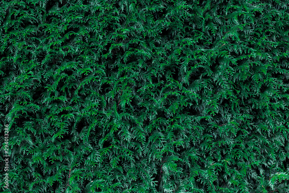 background of green leaves wall background of green leaves wall