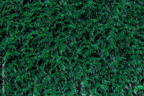 background of green leaves wall