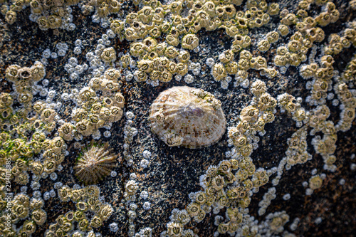 A limpet and barnacles on a rock at the beach, on the Hebridean island of Eriskay