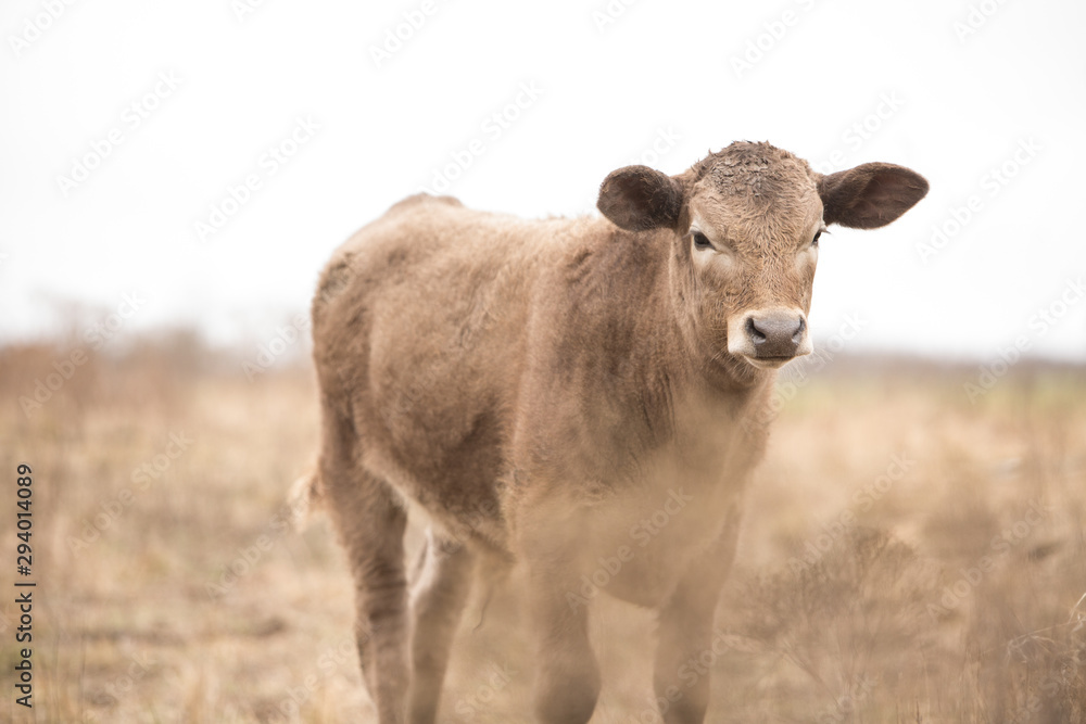 Calf in pasture in the winter on the cattle ranch with poop on his head Calf in pasture in the winter on the cattle ranch with poop on his head