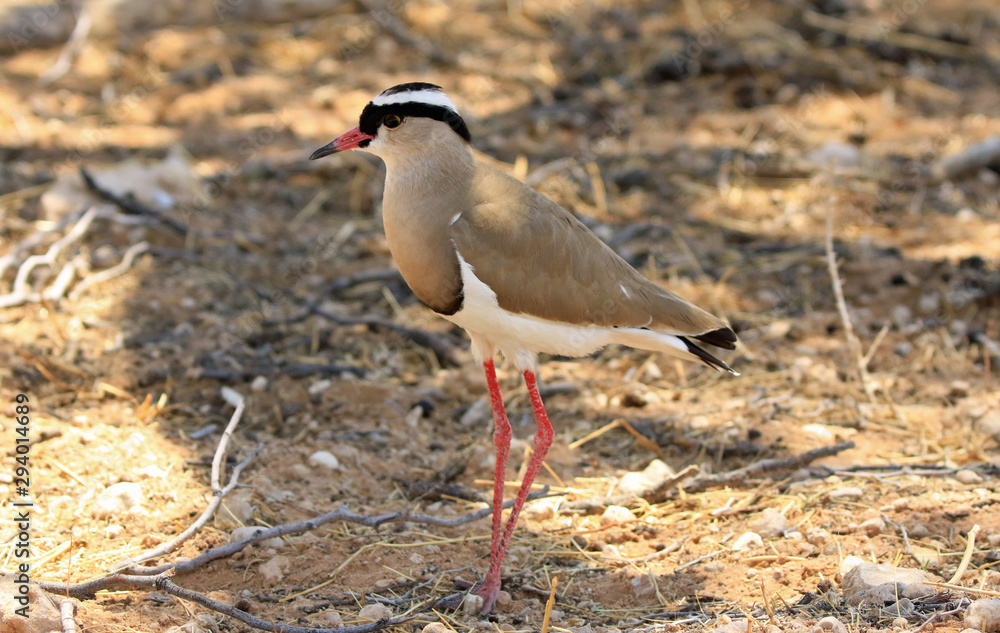 Obraz premium Kiebitz