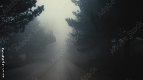 Forward moving scene in a dark forest, heavy fog