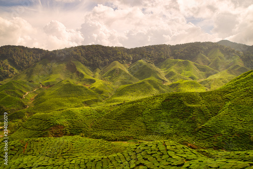 Tea plantations between green hills and mountains in Southeast Asia at sunset with clouds