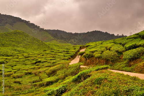 Tea plantation path between green hills and mountains in Southeast Asia at sunset with clouds