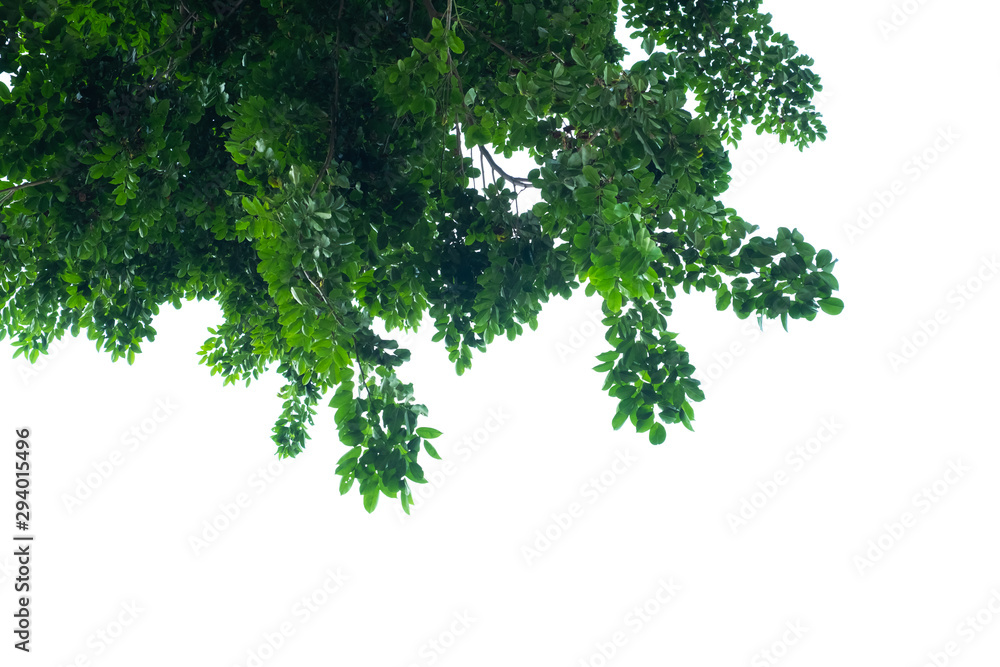 Fototapeta premium Green leaves on a white background