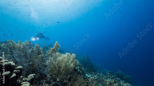 Seascape of coral reef in the Caribbean Sea around Curacao with coral and sponge © NaturePicsFilms
