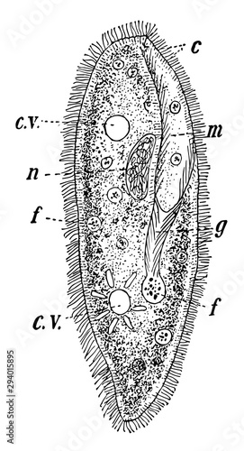 Paramecia, vintage illustration