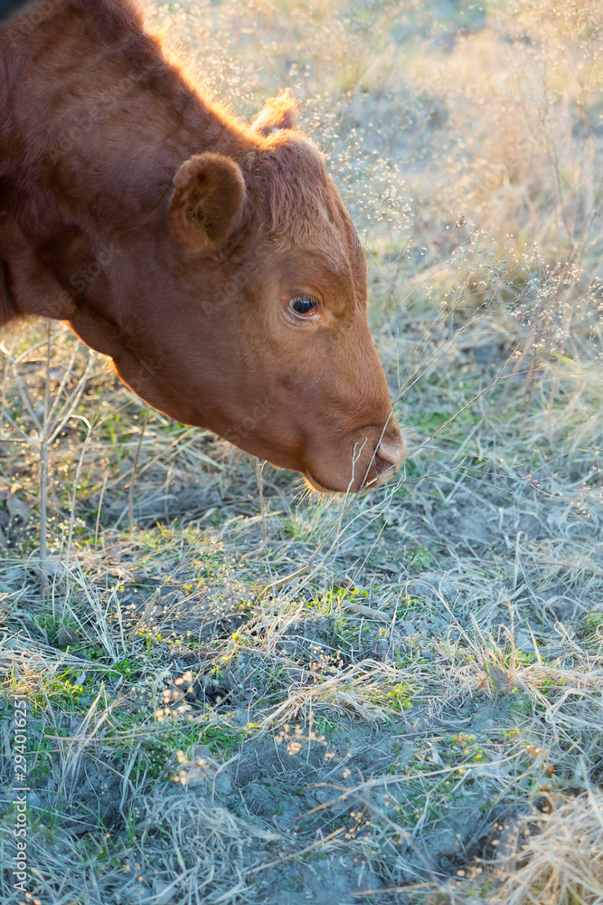 Fototapeta premium Cow in pasture in winter on the cattle ranch