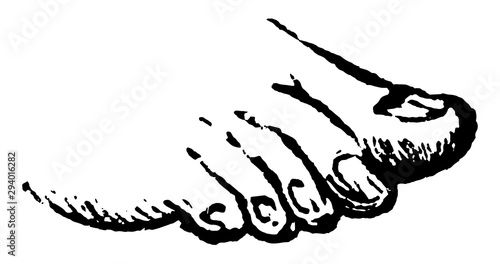 Toes, vintage illustration.