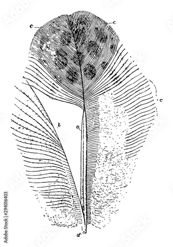 Feather from a Argus Pheasant, vintage illustration.