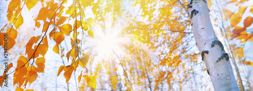 Branches of birch with yellow leaves in autumn park. Hanging yellow birch leaves in the sun