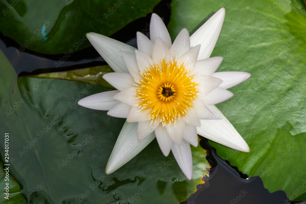 The white lotus is in the pond.