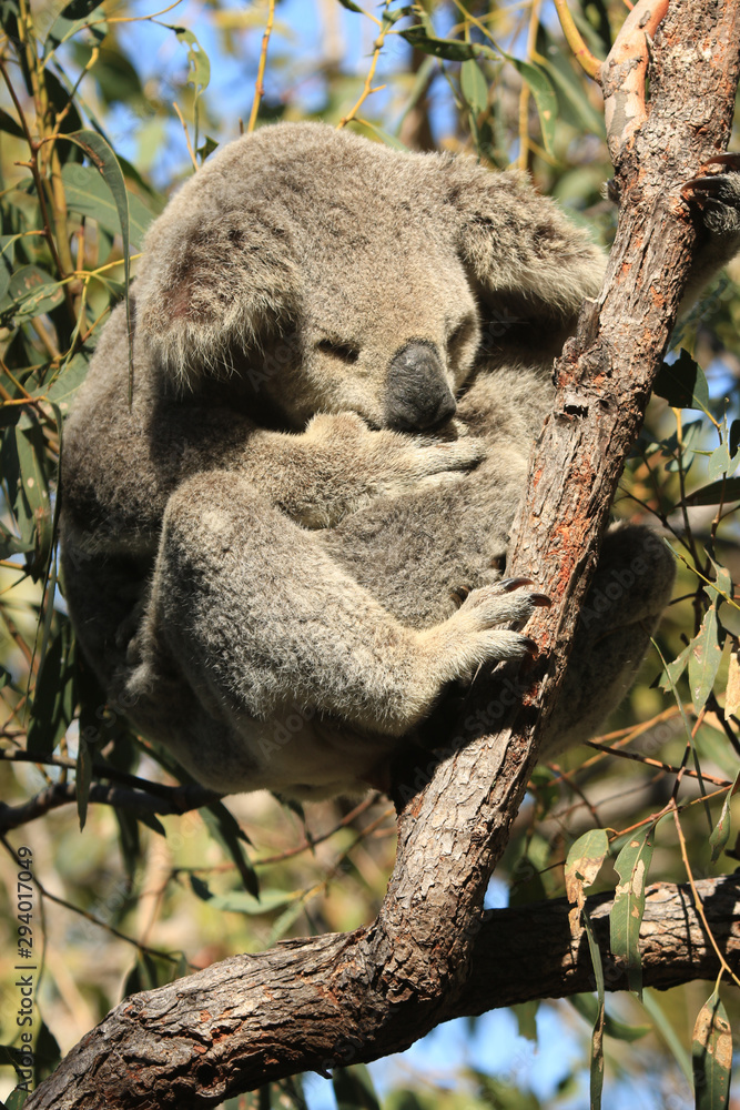 Fototapeta premium Koala