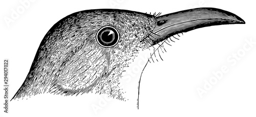Bow Billed Thrasher, vintage illustration.