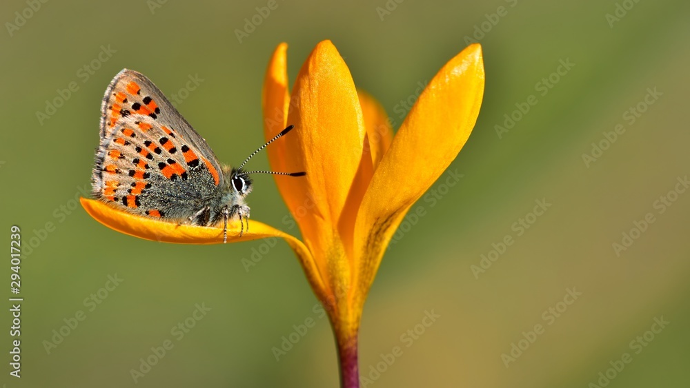 Obraz premium Tomares nesimachus 624