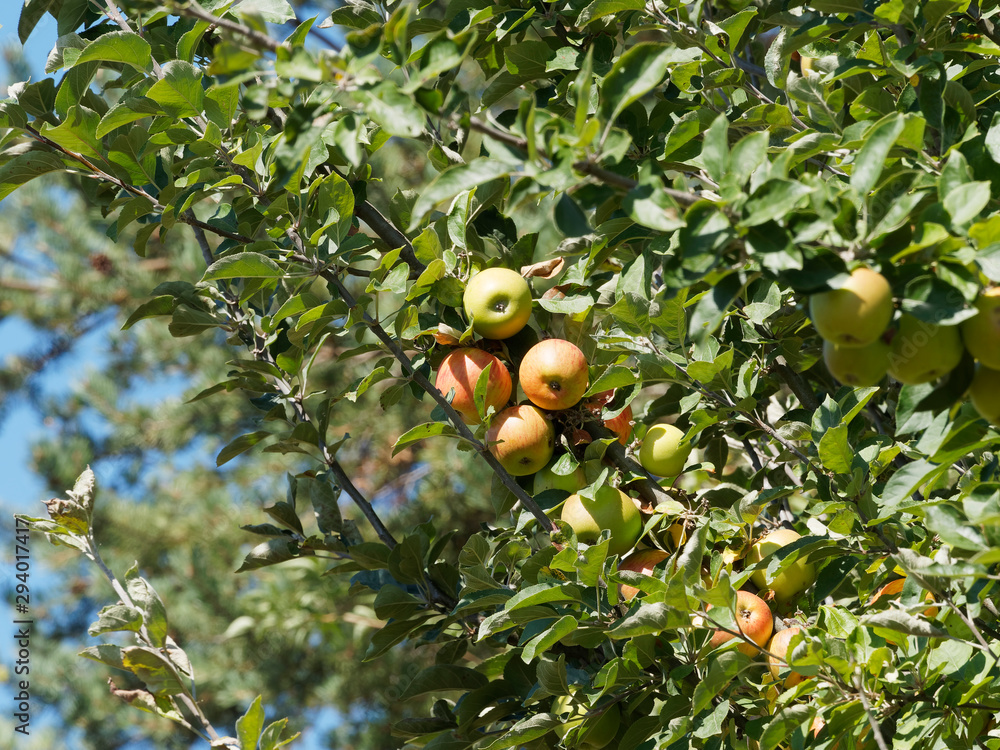 Pommes sur branches de pommier (Malus domestica) Pommes sur branches de pommier (Malus domestica)
