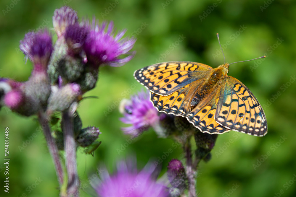 butterfly covered with pollen on a purple flower of a thistle butterfly covered with pollen on a purple flower of a thistle