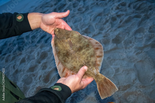 Papier peint European flounder or Platichthys flesus, flatfish or turbot in the hands of a fi