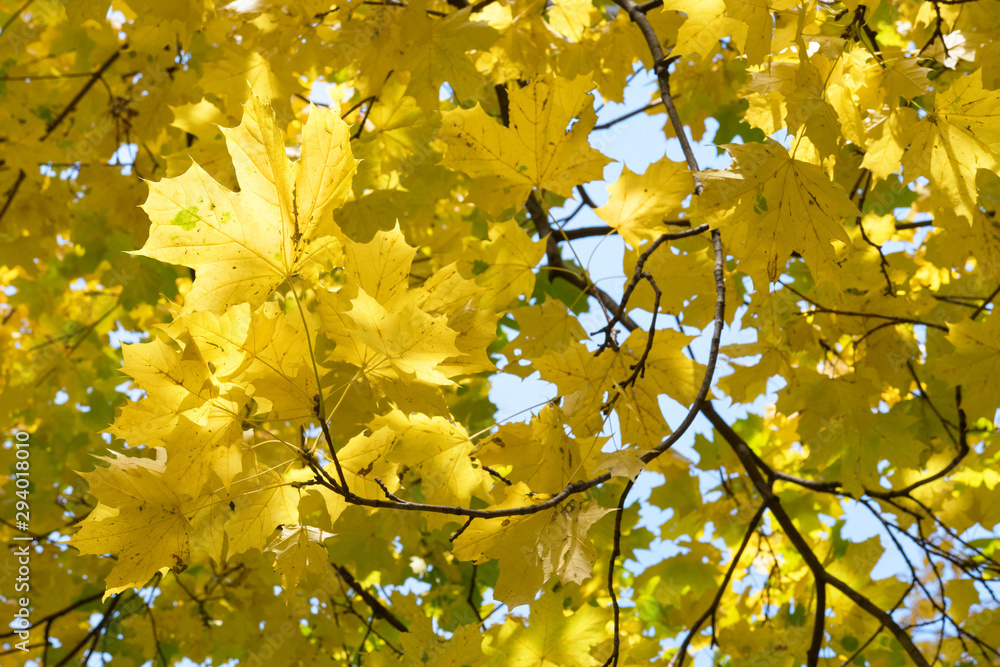 The colors of autumn. Yellow maple leaves. The colors of autumn. Yellow maple leaves.