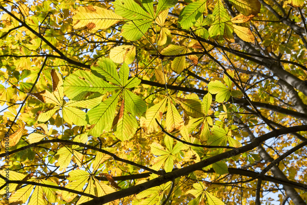 Colors of autumn. Yellow-green chestnut leaves Colors of autumn. Yellow-green chestnut leaves