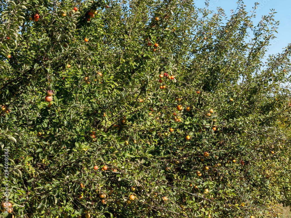 Vieux pommier (Malus domestica) garnis de pommes