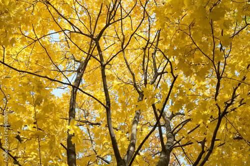 The colors of autumn. Yellow maple leaves.
