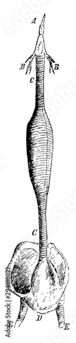 The Windpipe of a Male Red Breasted Merganser, vintage illustration.