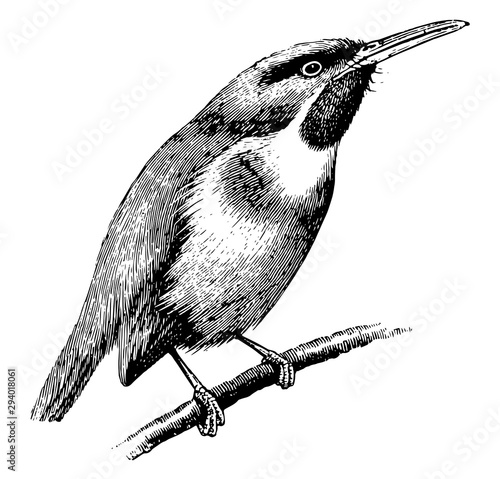 Tody, vintage illustration.