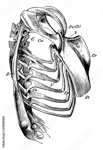 The Skeleton of the Trunk of a Falcon, vintage illustration.