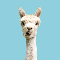 Sierkussen Lama Grappige witte alpaca op blauw  © Marta