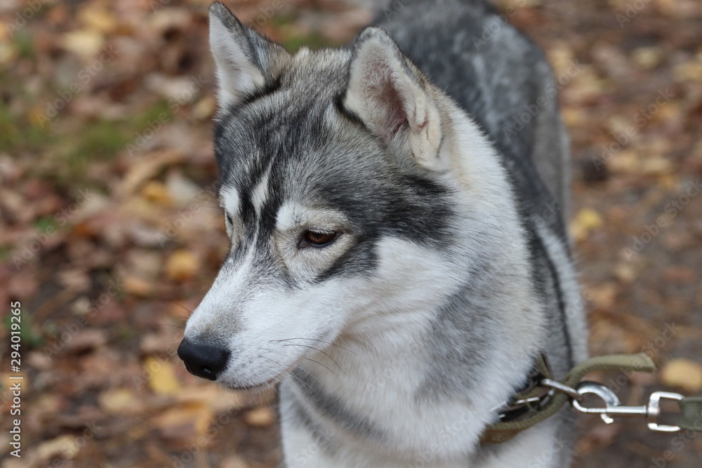 Siberian Husky .dog for a walk. Husky and nature