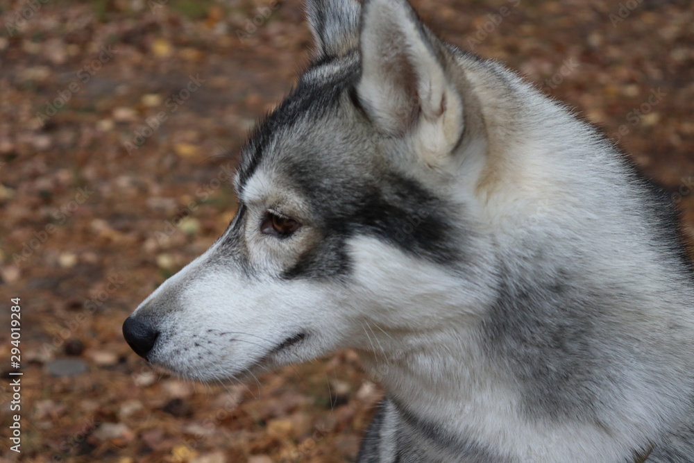 Siberian Husky .dog for a walk. Husky and nature