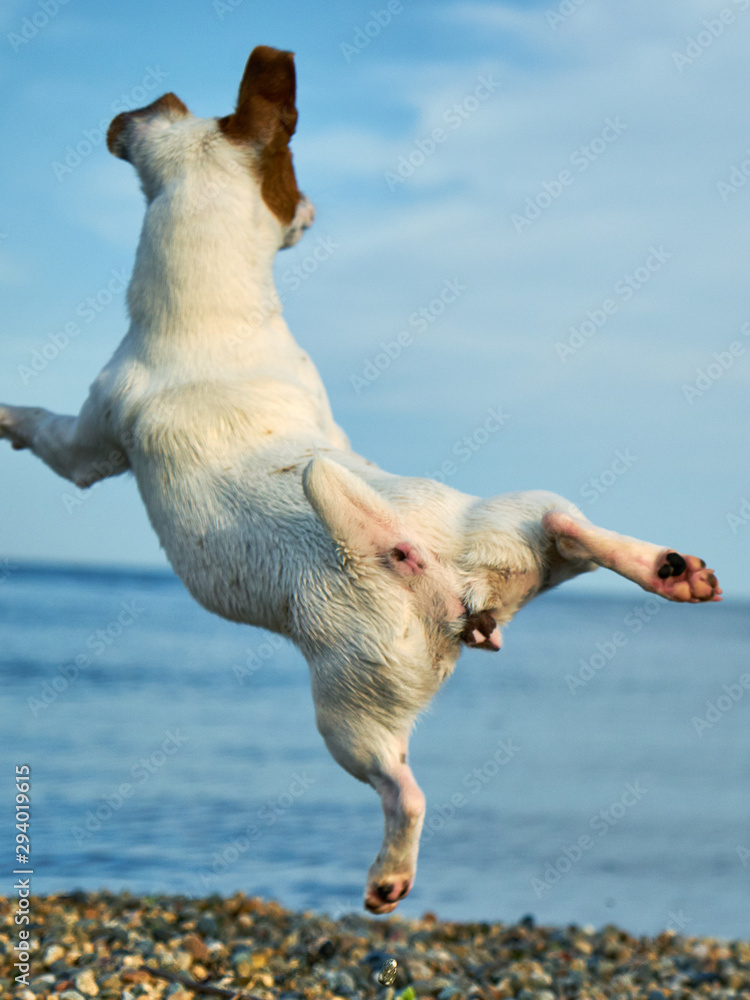 Fototapeta premium Dog by the sea. The dog plays and jumps on the seashore.