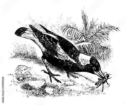 Australian Magpie, vintage illustration.