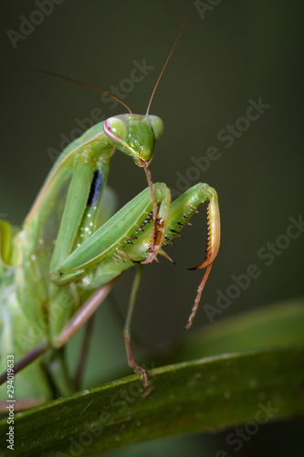 Praying mantis in the wild - Mantis religiosa © constantincornel