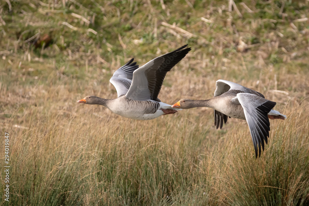 Fototapeta premium Greylag geese in flight