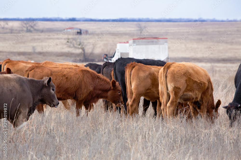 Beef cattle being given supplemental feed in winter Beef cattle being given supplemental feed in winter