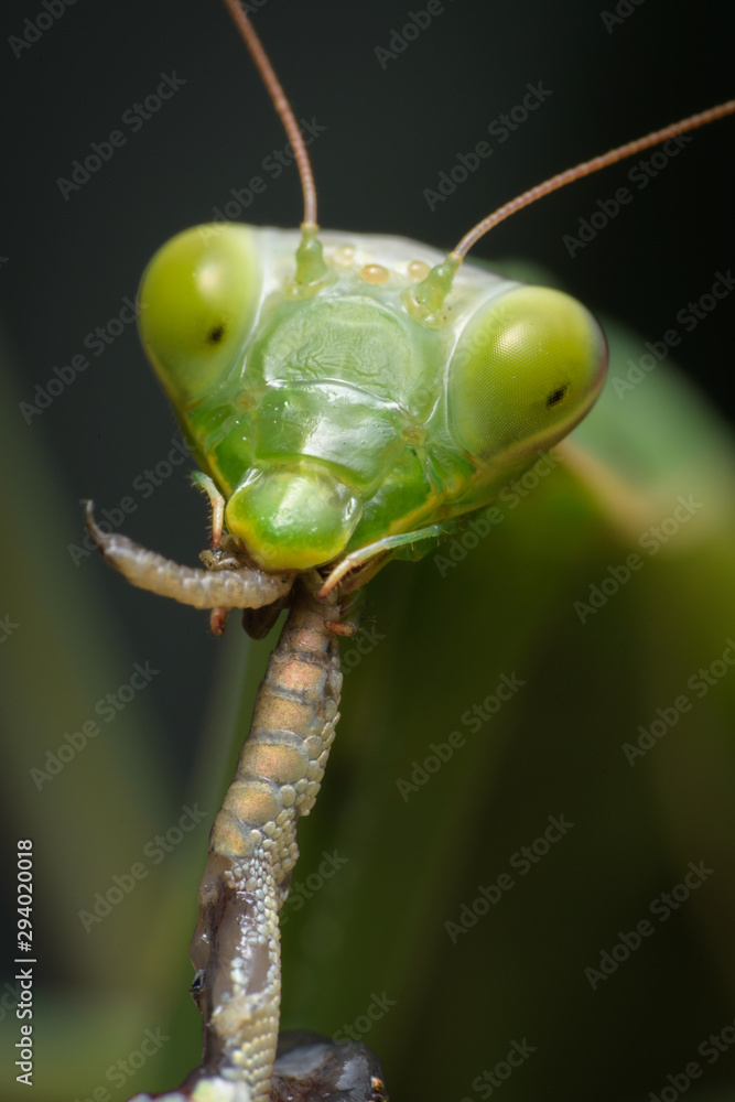 Praying mantis eating lizard - Mantis religiosa Praying mantis eating lizard - Mantis religiosa