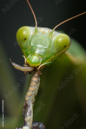 Praying mantis eating lizard - Mantis religiosa © constantincornel