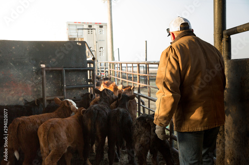 Cattle preparing to be shipped photo