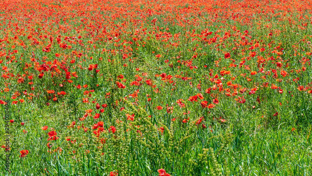 Background of wild red poppies in spring.