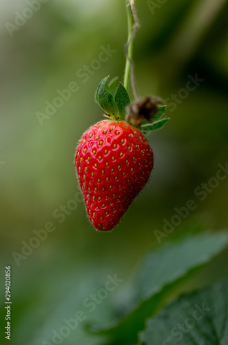 strawberry on a green background