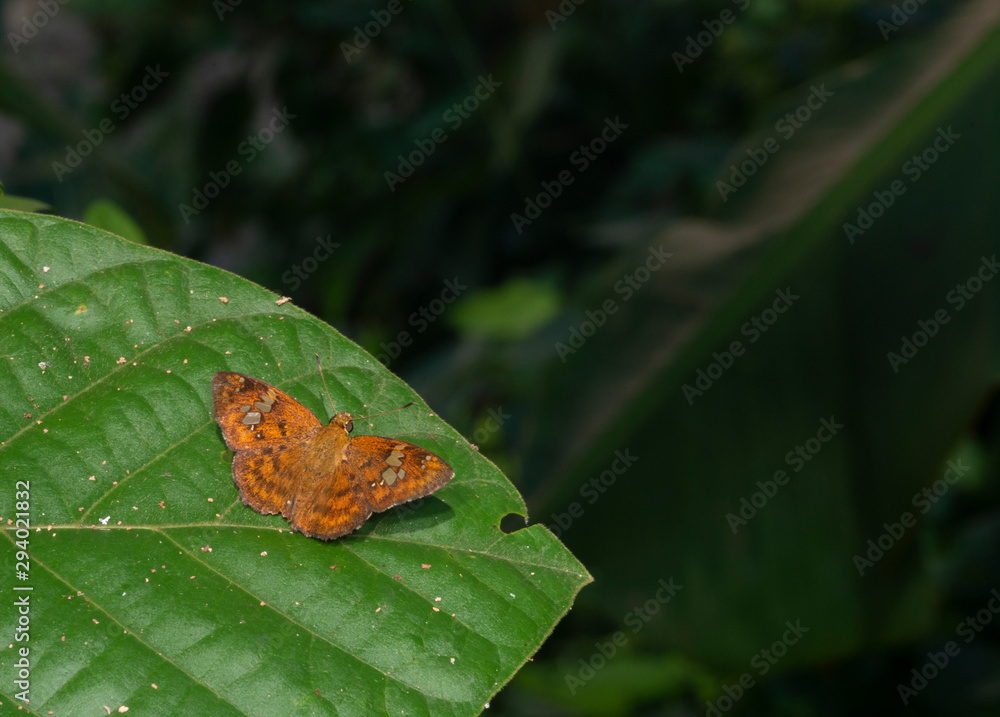 Fulvous Pied Flat Butterfly pair at Garo Hills,Meghalaya,India Fulvous Pied Flat Butterfly pair at Garo Hills,Meghalaya,India