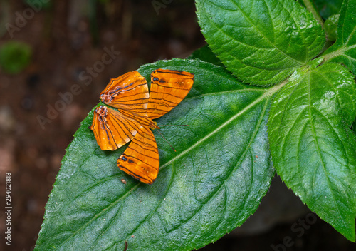 Maplet Butterfly at Garo Hills,Meghalaya,India photo