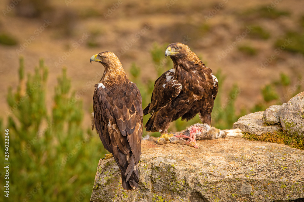 A pair of Spanish Imperial Eagles perched on a rock with prey A pair of Spanish Imperial Eagles perched on a rock with prey