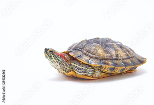 Red-eared turtle, Trachemys scripta on white isolated background. Yellow-bellied water turtle. Close up.