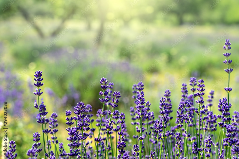 Samolepka Tenderness of lavender fields in Tihany Hungary
